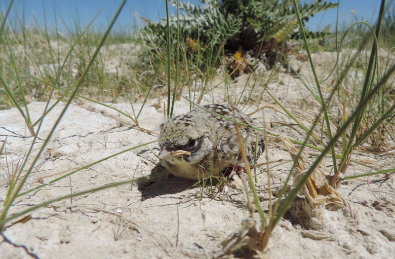 Horned Lark Chick