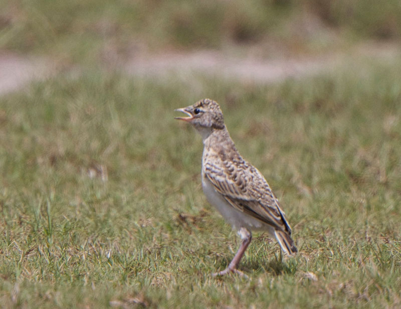 Horned Lark Baby begging for food