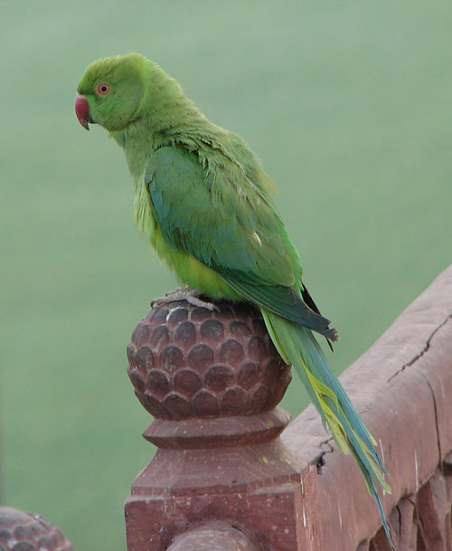 Rose-ringed Parakeet in India
