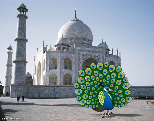 Birdorable Indian Peafowl