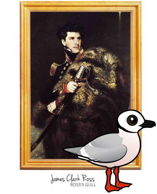 James Clark Ross with Birdorable Ross's Gull