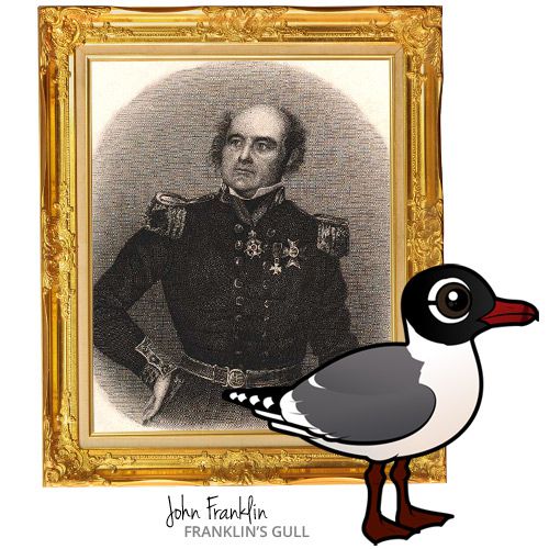 John Franklin with Birdorable Franklin's Gull