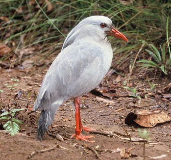 Photo of a Kagu