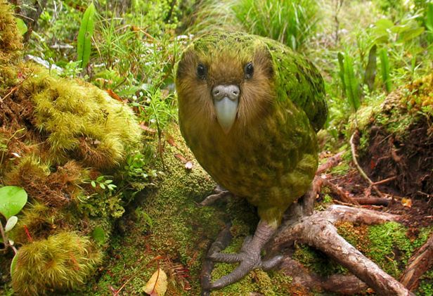 Kakapo photo