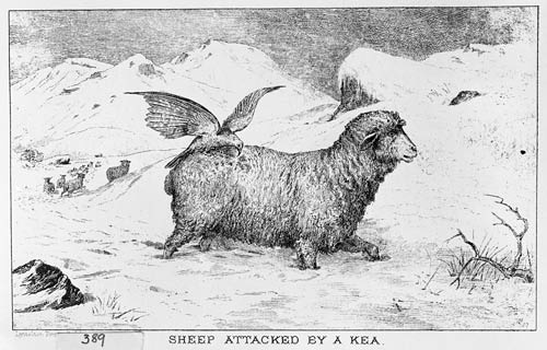 Kea on a sheep