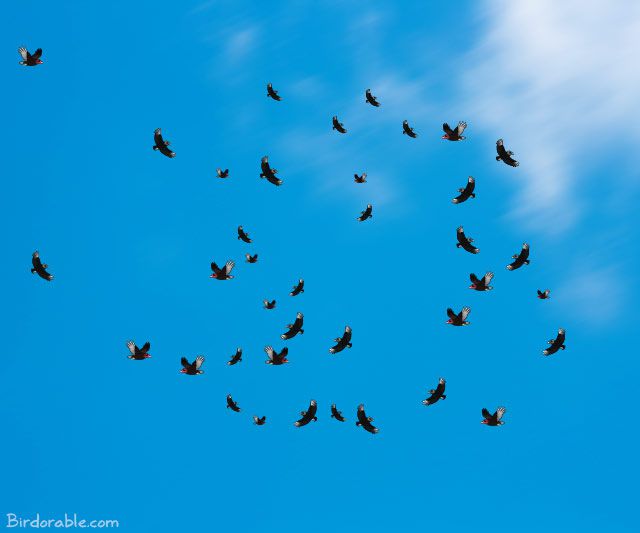 Vultures kettling in the sky