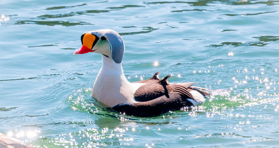 King Eider