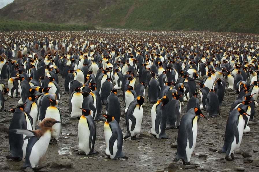 King Penguins