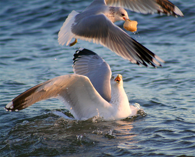 gulls stealing food