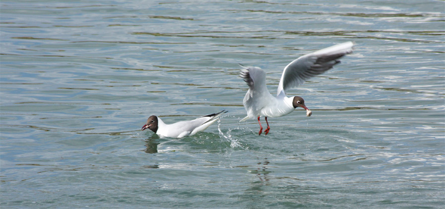 stealing a meal