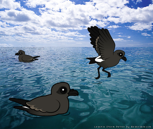 Birdorable Leach's Storm Petrels