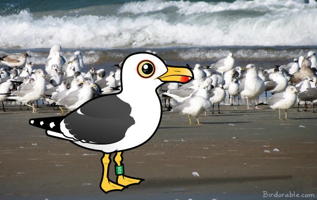 Birdorable Lesser Black-backed Gull in Florida
