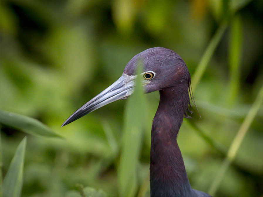 Little Blue Heron Photo