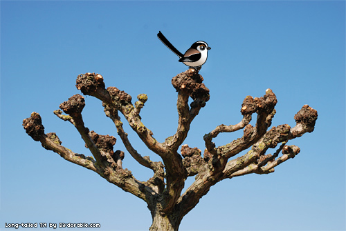 Birdorable Long-tailed Tit