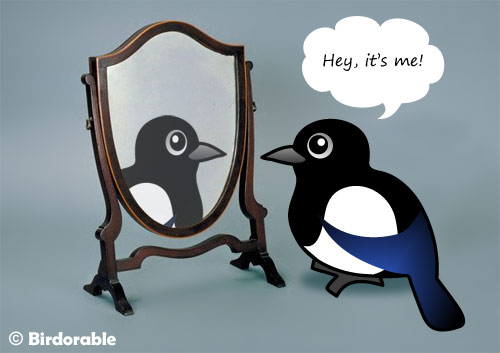 Birdorable Magpie looking in a mirror