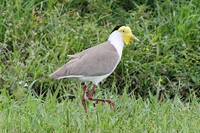 Masked Lapwing Photo