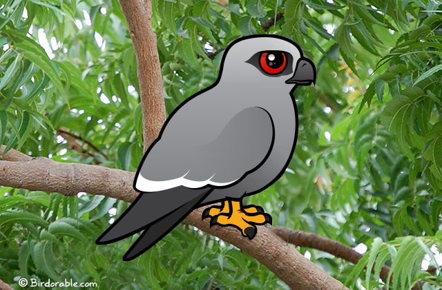 Birdorable Mississippi Kite