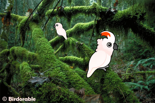 Moluccan Cockatoo