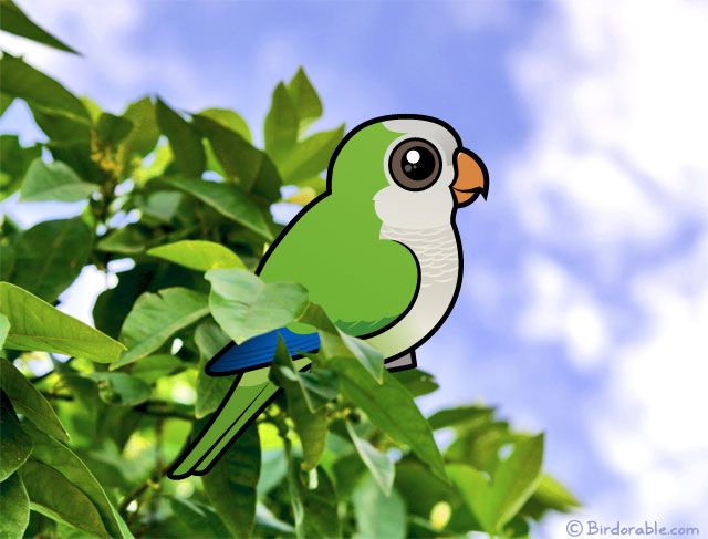 Birdorable Monk Parakeet