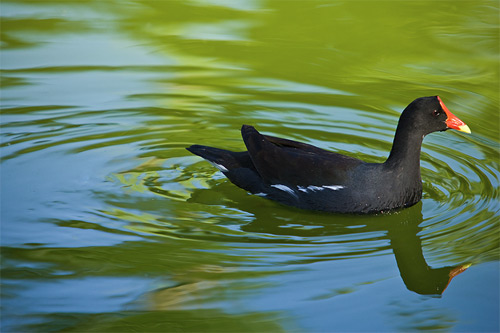 Common Moorhen photo