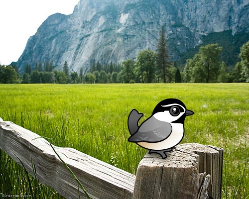 Birdorable Mountain Chickadee