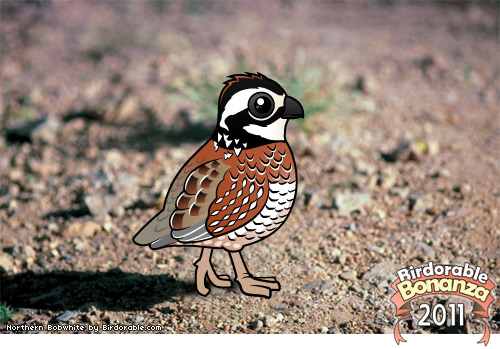 Birdorable Northern Bobwhite