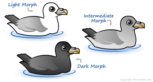 Northern Fulmar Morphs