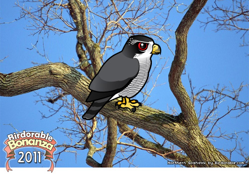 Birdorable Northern Goshawk