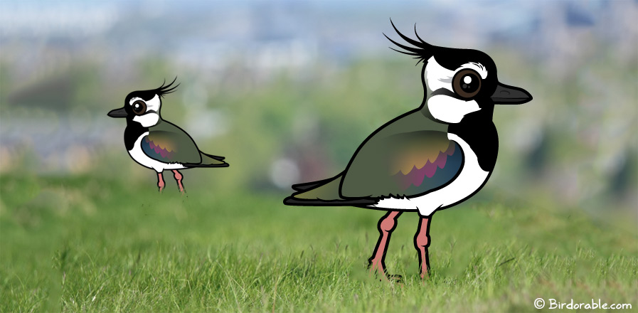 Birdorable Northern Lapwing