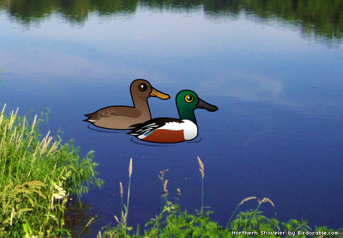 Birdorable Northern Shoveler