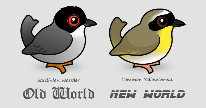 Compare old and new world warblers