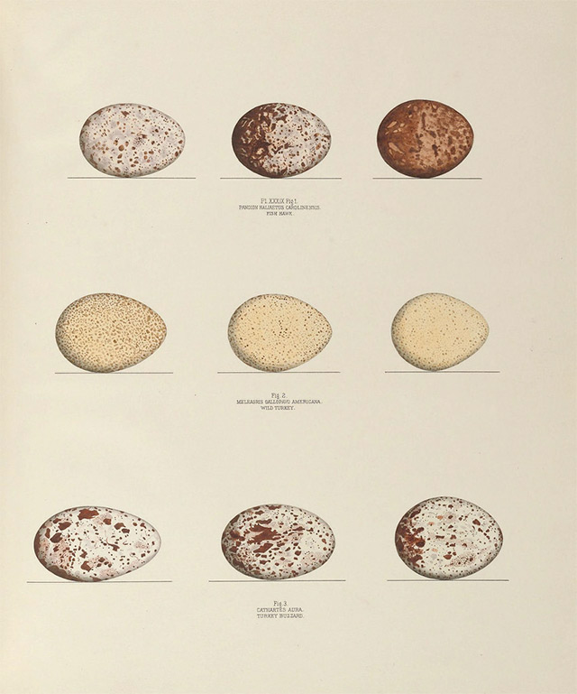 Bird egg illustrations