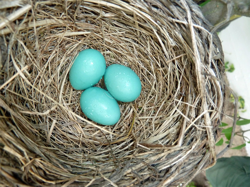 Blue eggs in robin next