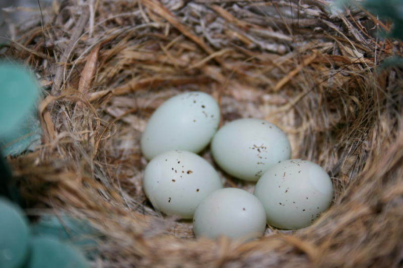 House Finch eggs