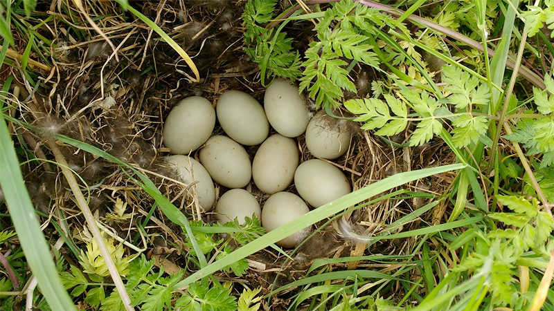 Mallard nest