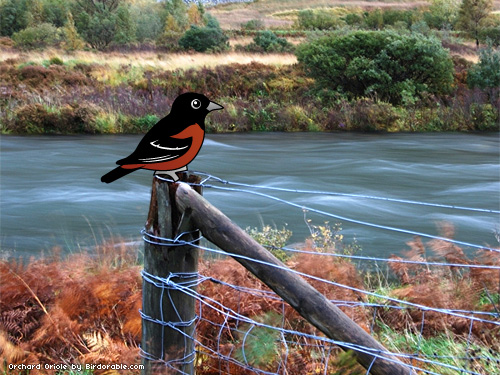 Birdorable Orchard Oriole