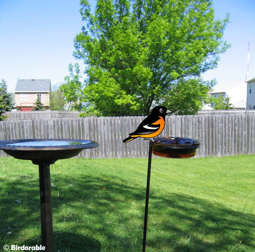 Birdorable Oriole at feeder