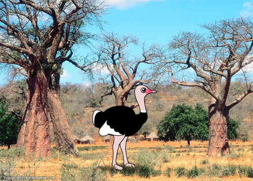 Birdorable Ostrich