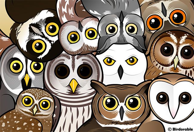 Birdorable Owls Portrait
