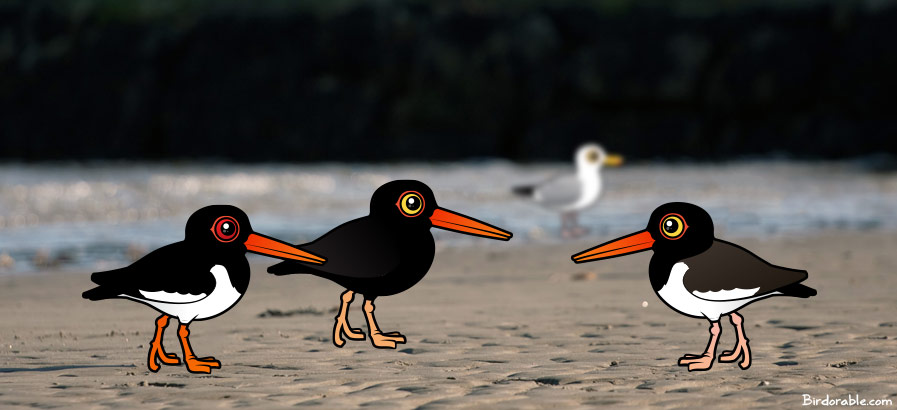 Birdorable Oystercatchers on the beach
