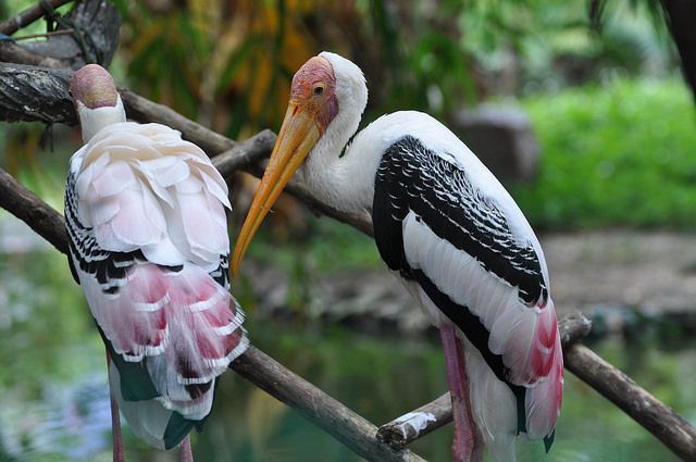 Painted Stork Photo