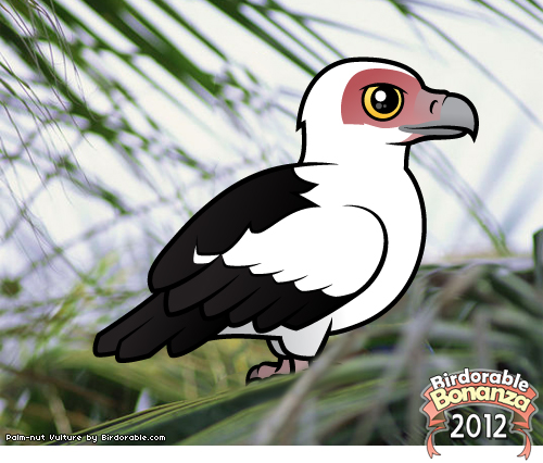 Palm-nut Vulture