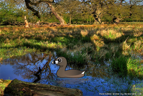 Birdorable Pied-billed Grebe Birdorable Pied-billed Grebe