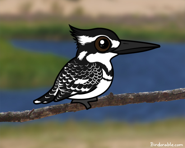 Birdorable Pied Kingfisher