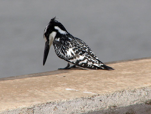 Pied Kingfisher in The Gambia
