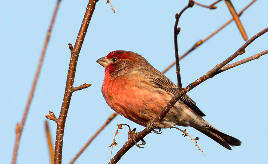 Purple Finch