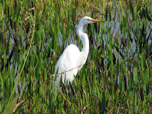 Great Egret at Viera Wetlands in Florida