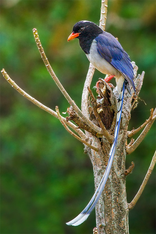 Red-billed Blue Magpie