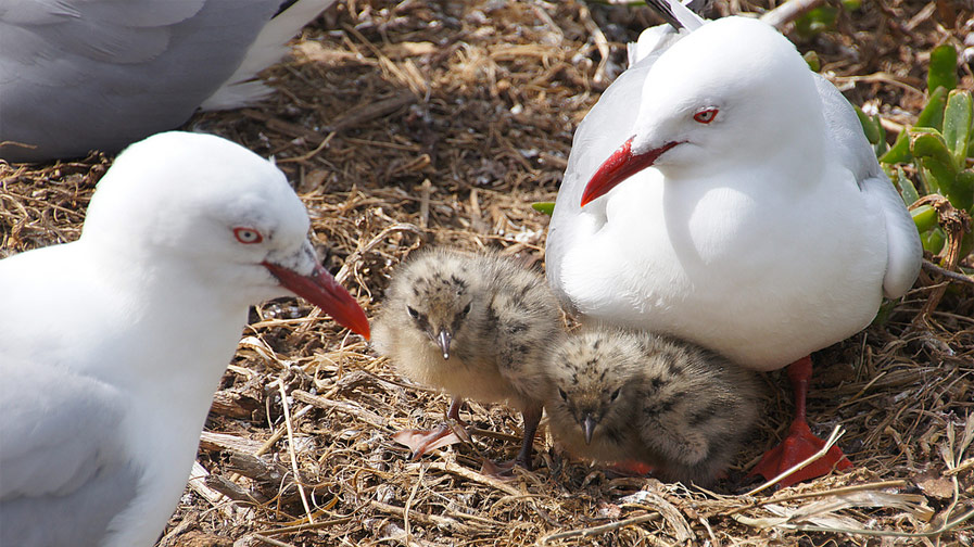 Red-billed Gulls with Chicks