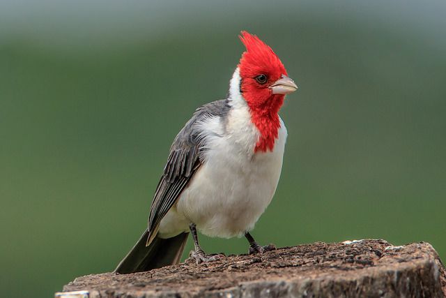 Red-crested Cardinal Photo